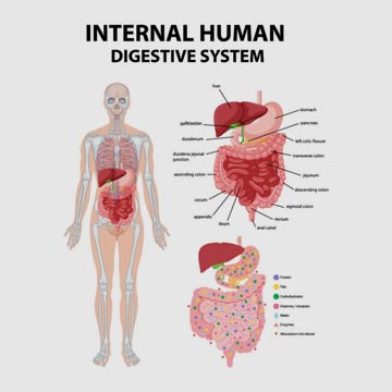 internal human digestive system Dr Thania Kahn Home